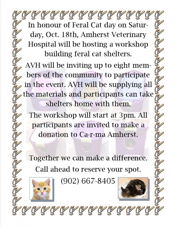 final feral cat shelter ad